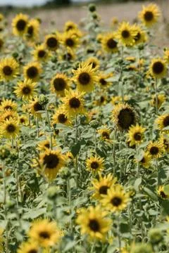 Sunflower field Stock Photos