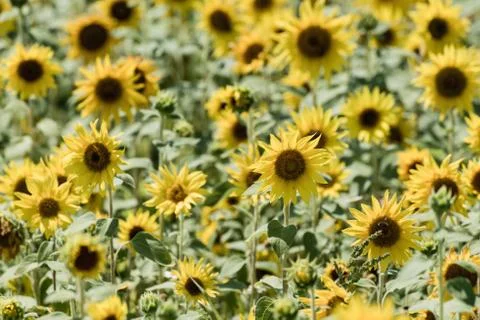 Sunflower field Stock Photos