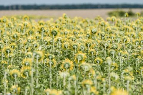 Sunflower field Stock Photos