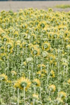 Sunflower field Stock Photos