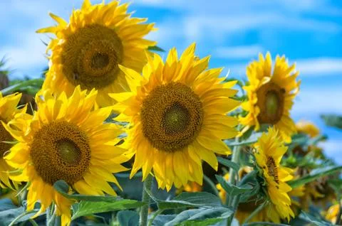 Sunflower field Stock Photos