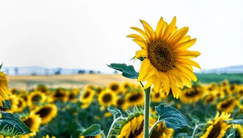 Sunflower field Stock Photos