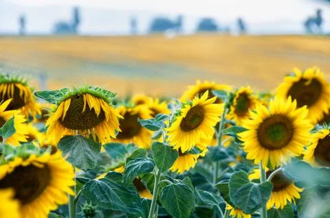 Sunflower field Stock Photos