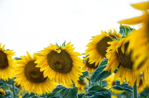 Sunflower field Stock Photos
