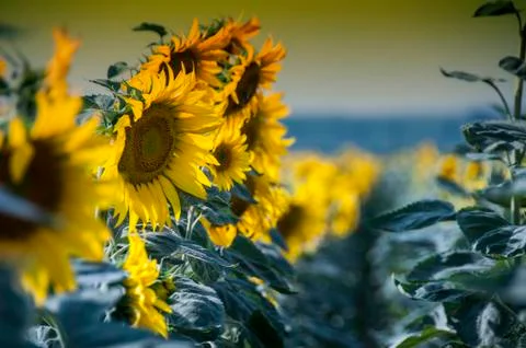 Sunflower field Stock Photos