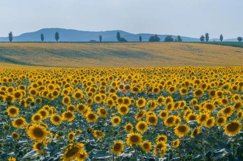 Sunflower field Stock Photos