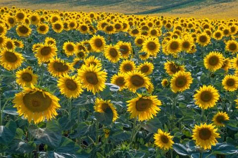 Sunflower field Stock Photos