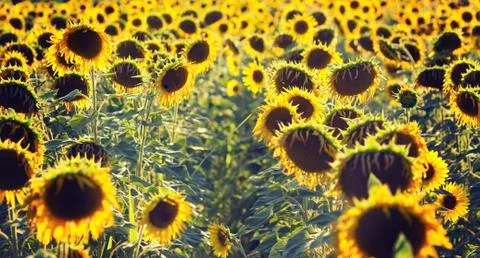 Sunflower field Stock Photos