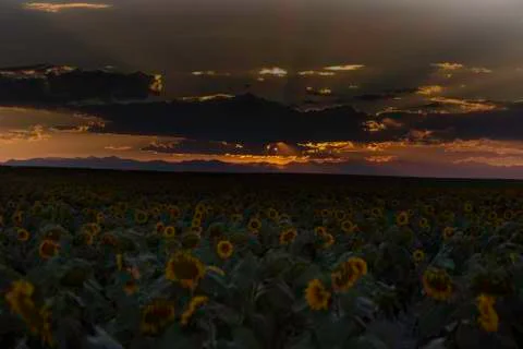 Sunflower field Stock Photos