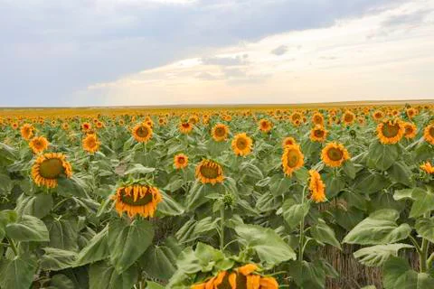 Sunflower Field Foto stock