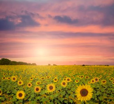 Sunflower Field Stock Photos