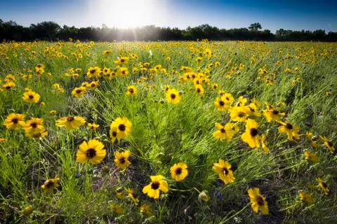 Sunflower Field Stock Photos