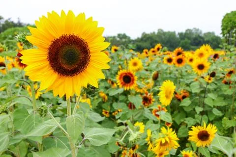 Sunflower field. Stock Photos
