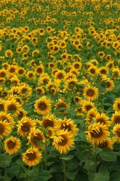 Sunflower field Stock Photos