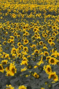 Sunflower field 写真素材