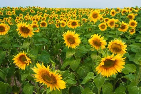 Sunflower field Stock Photos