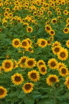 Sunflower field Stock Photos