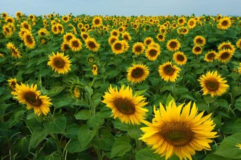 Sunflower field Stock Photos