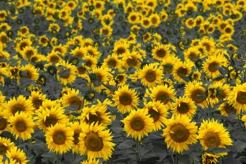 Sunflower field Stock-Fotos