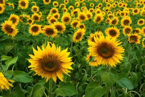 Sunflower field Stock Photos