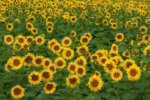 Sunflower field Stock Photos