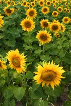 Sunflower field Stock Photos