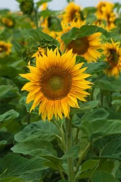 Sunflower field Stock Photos