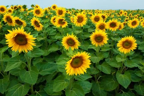 Sunflower field Stock Photos