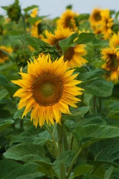 Sunflower field Stock Photos