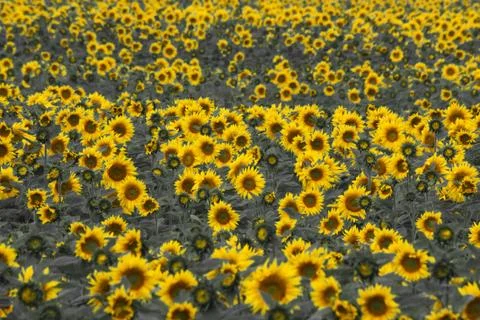 Sunflower field Foto stock