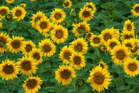 Sunflower field Stock Photos