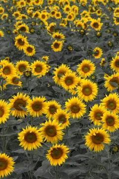 Sunflower field Stock Photos