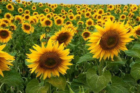 Sunflower field Stock-Fotos