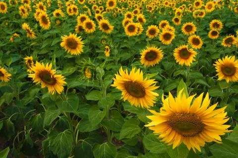 Sunflower field 写真素材