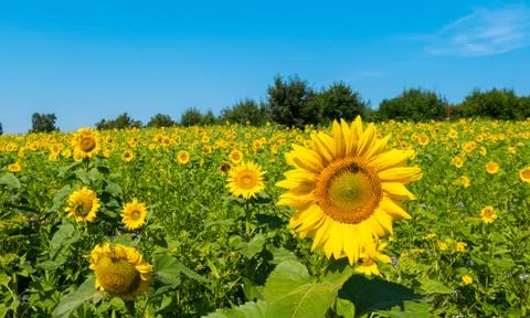 Sunflower field Stock Photos