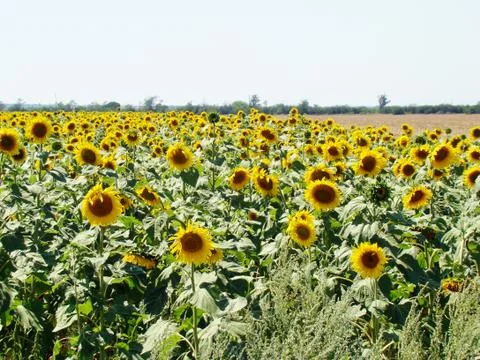 Sunflower field Stock Photos