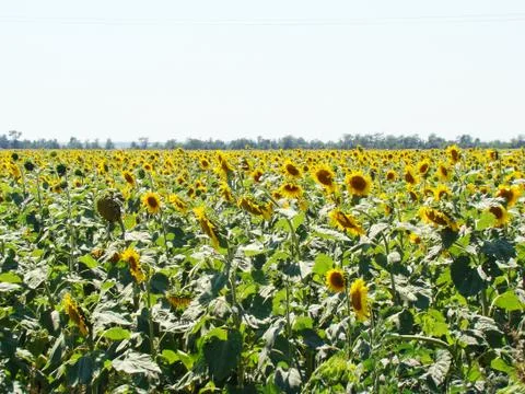 Sunflower field Stock Photos