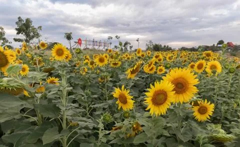 Sunflower in the field Stock Photos