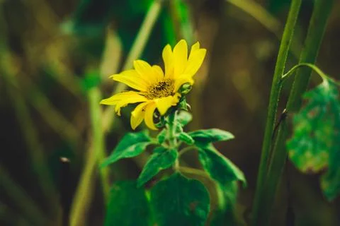 Sunflower in the Field 写真素材
