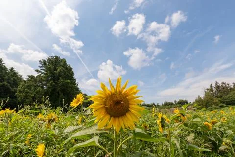 Sunflower field Stock Photos
