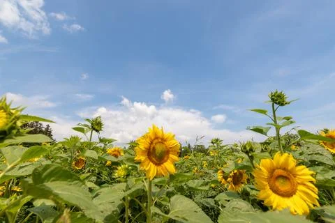 Sunflower field Stock Photos