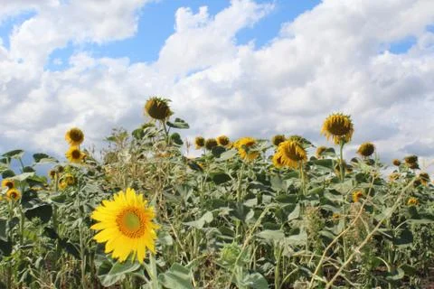 Sunflower field Stock Photos