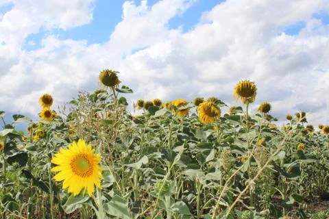 Sunflower field Stock Photos