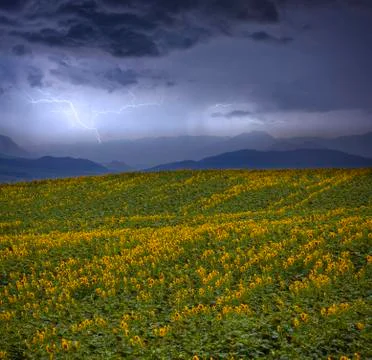 Sunflower field Stock Photos