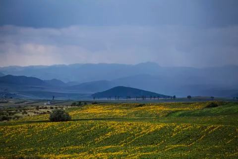 Sunflower field Stock Photos
