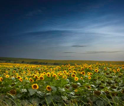 Sunflower field Stock Photos