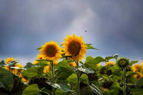 Sunflower field Foto stock
