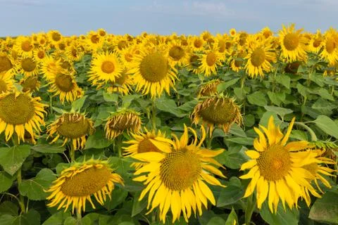 Sunflower Field Stock Photos