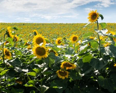 Sunflower Field Stock Photos
