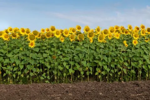 Sunflower Field Stock Photos